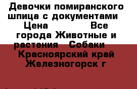 Девочки помиранского шпица с документами › Цена ­ 23 000 - Все города Животные и растения » Собаки   . Красноярский край,Железногорск г.